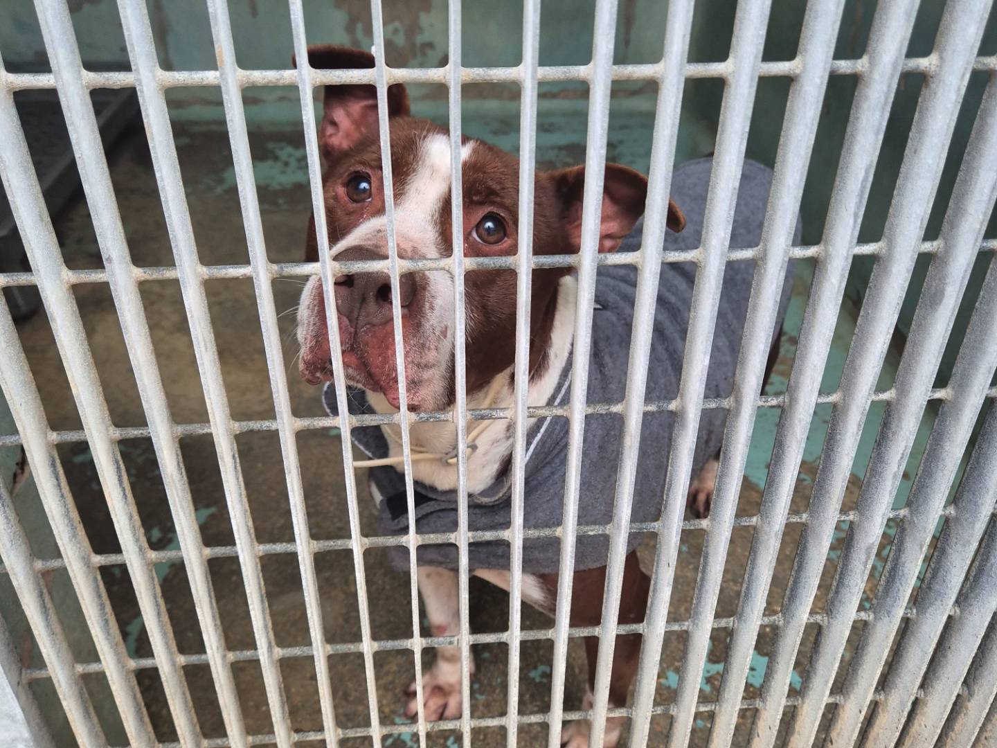 Adotta un cane, femmina, 9 anni e 7 mesi, Barletta