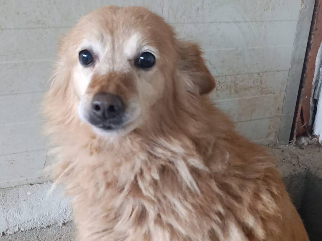 Adotta un cane, femmina, 11 anni e 1 mese, Catanzaro