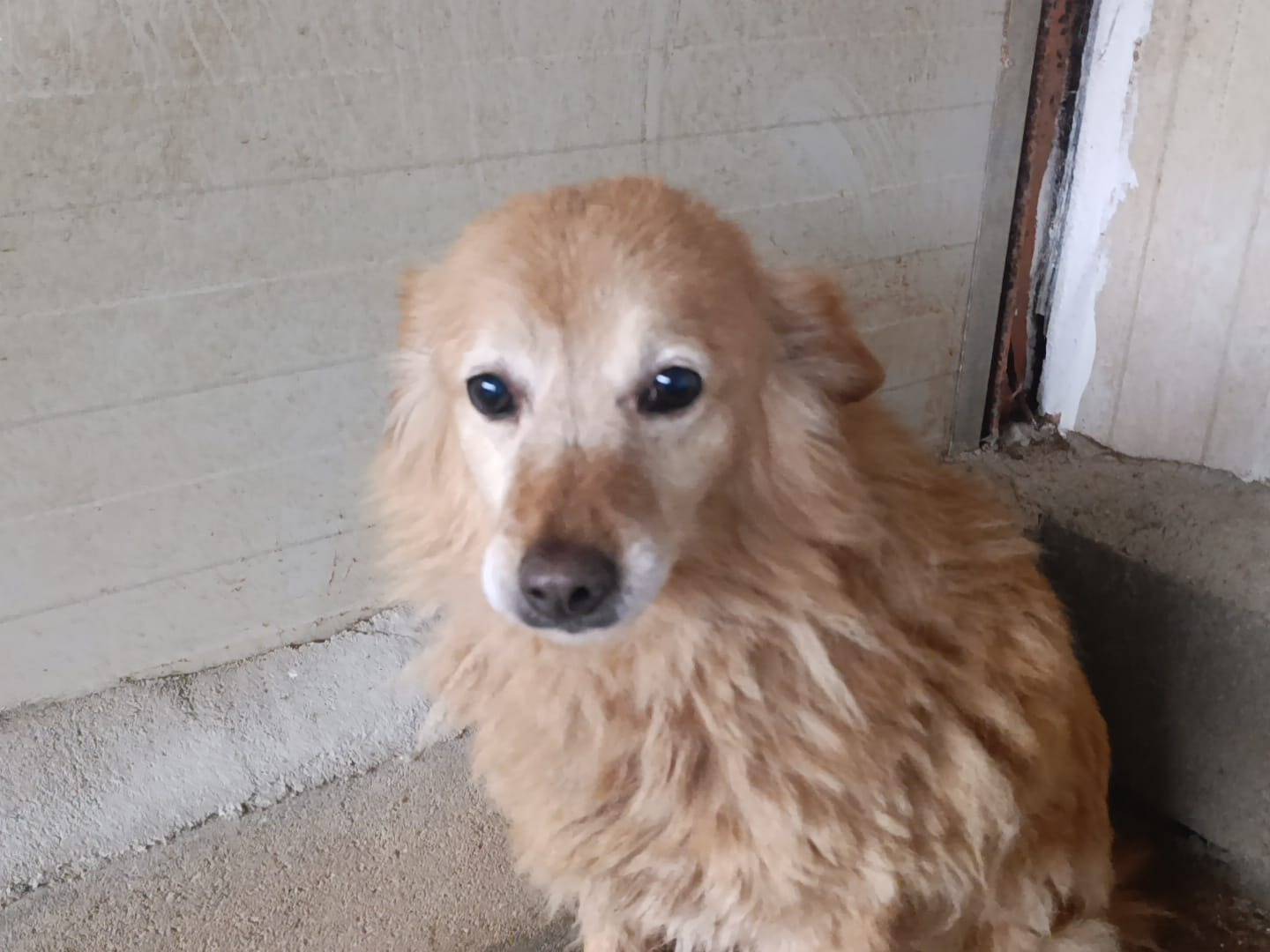 Adotta il cane Margot a Catanzaro