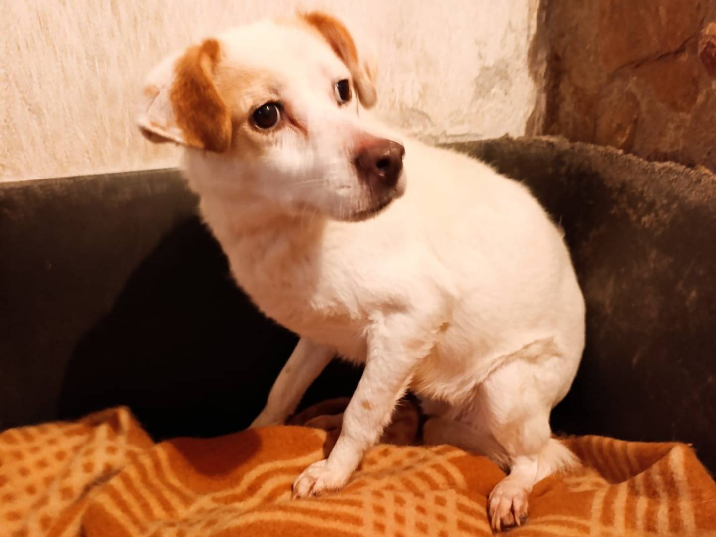Adozione cane, femmina, Razza sconosciuta Razza sconosciuta, 11 anni, taglia piccola, Catanzaro