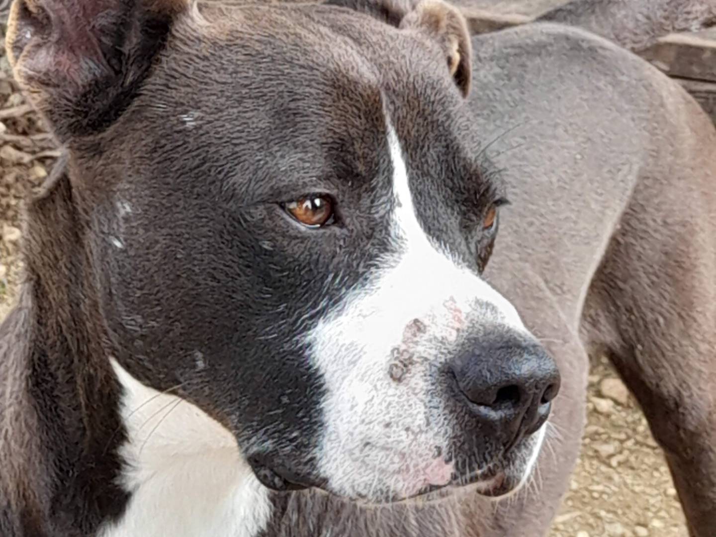 Vuoi adottare un cane a Milano?