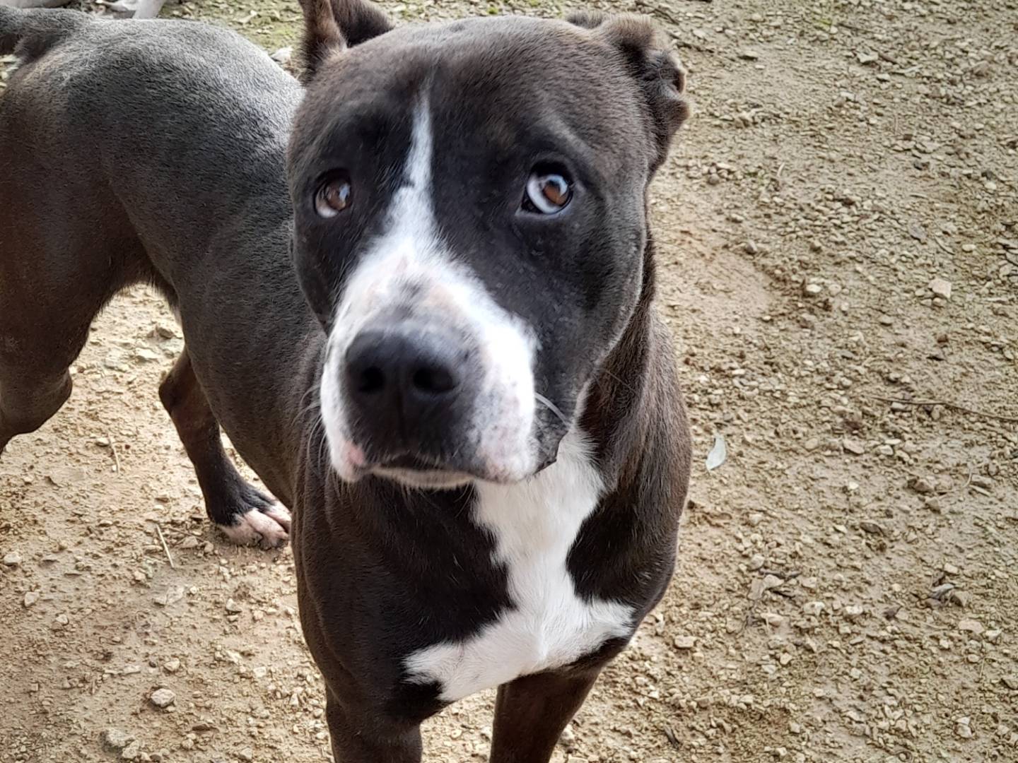 Adotta il cane Zampa a Milano