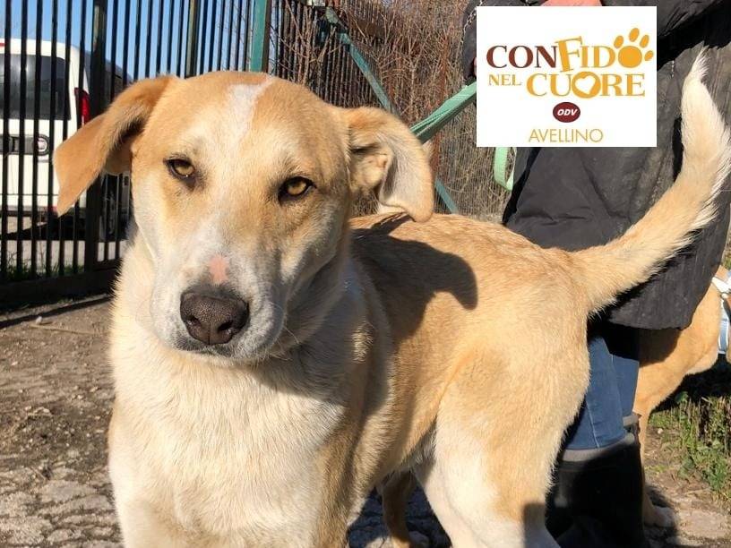 Adotta il cane WILL a Avellino