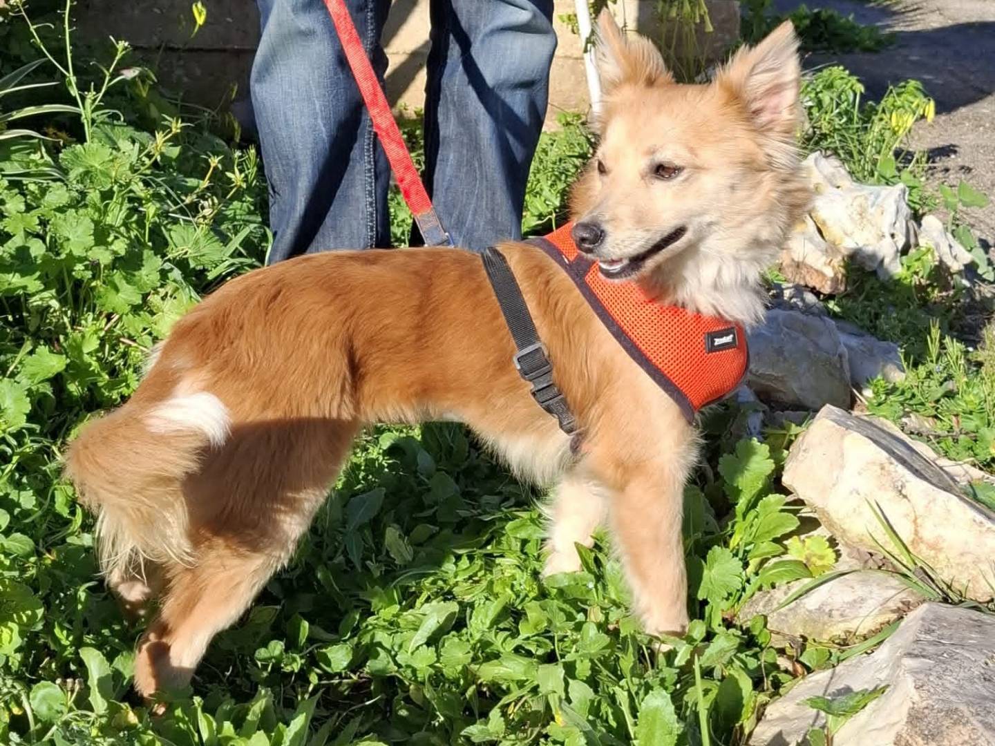 Vuoi adottare un cane a Bari?