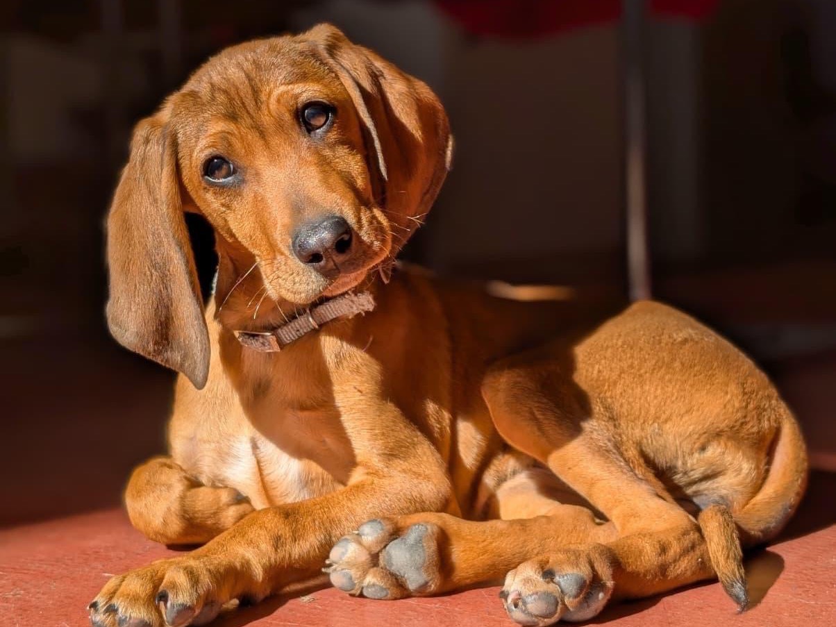 Adozione cane, femmina, Segugio Razza sconosciuta, 2 mesi, taglia media contenuta, Milano