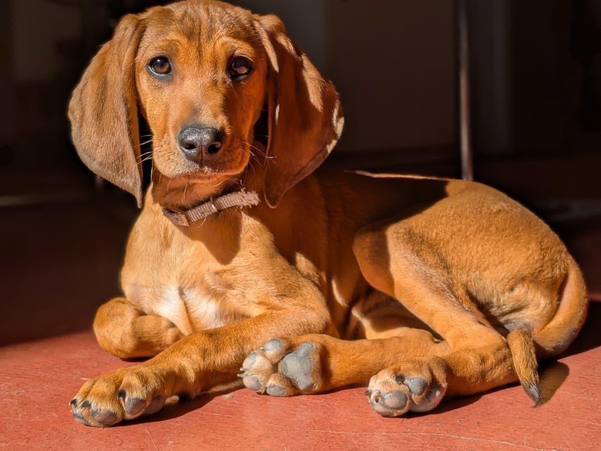 Adotta un cane, femmina, 2 mesi, Milano