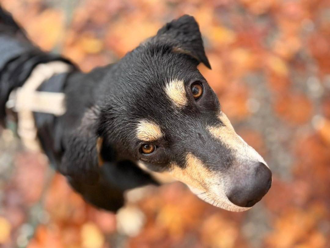 Adotta un cane, femmina, 1 anno, Bergamo