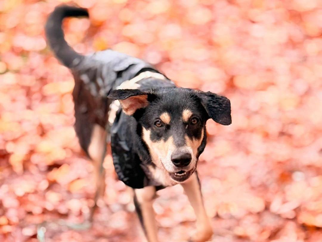 Adotta un cane, taglia media contenuta, femmina, Bergamo