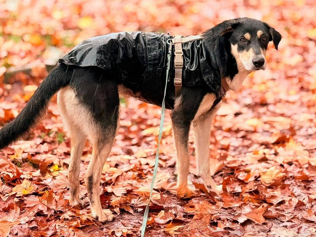Vuoi adottare un cane a Bergamo?
