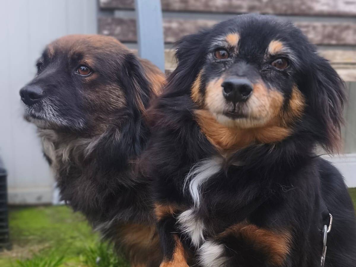 Vuoi adottare un cane a Milano?