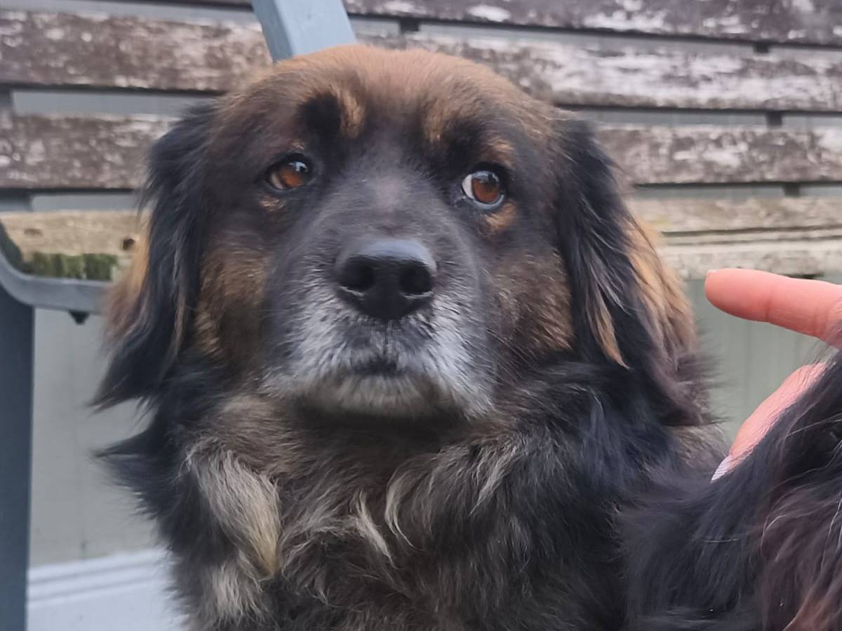 Vuoi adottare un cane a Milano?