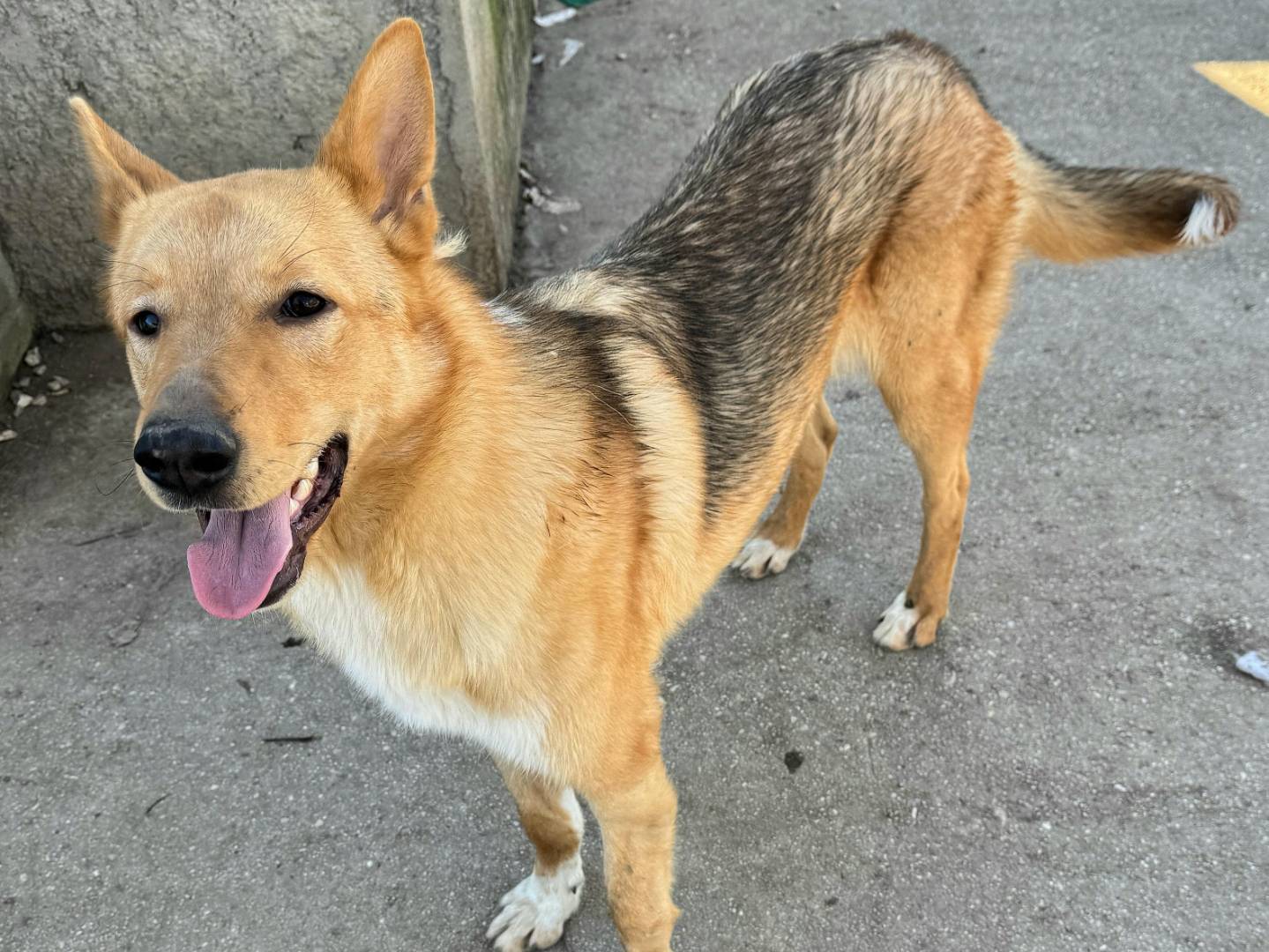 Vuoi adottare un cane a Teramo?