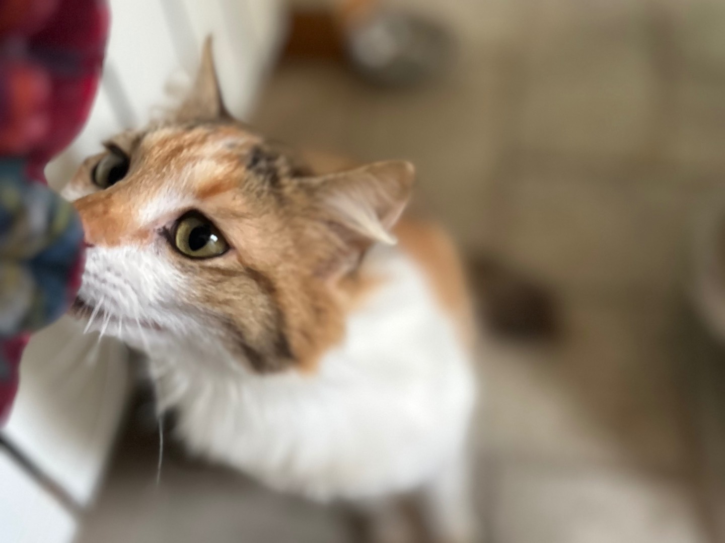 Vuoi adottare un gatto a Sud?