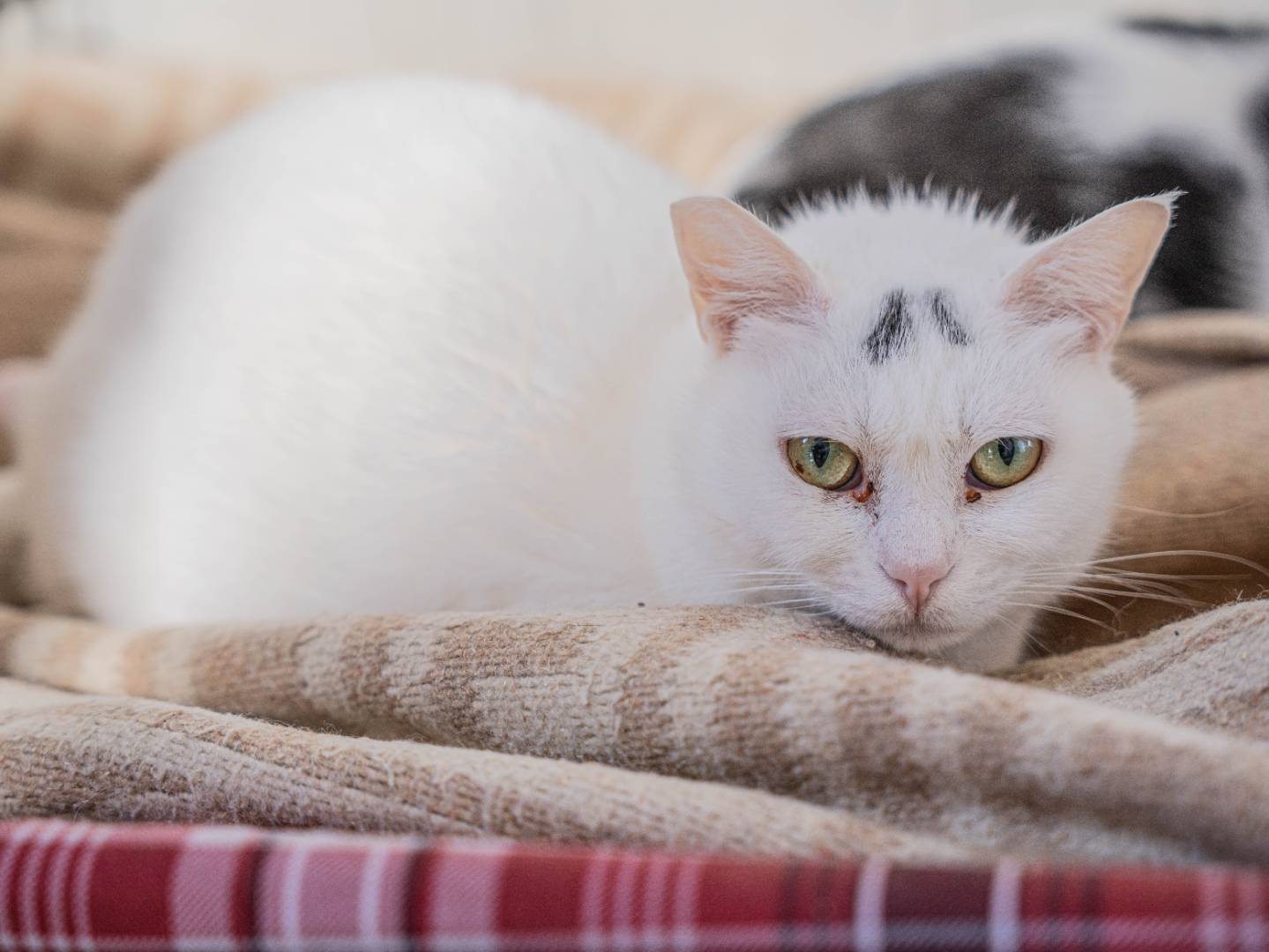 Adozione gatto, femmina, Razza sconosciuta Razza sconosciuta, 1 anno e 10 mesi, taglia non valida, Bari