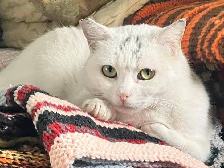 Adotta un gatto, femmina, 1 anno e 10 mesi, Bari