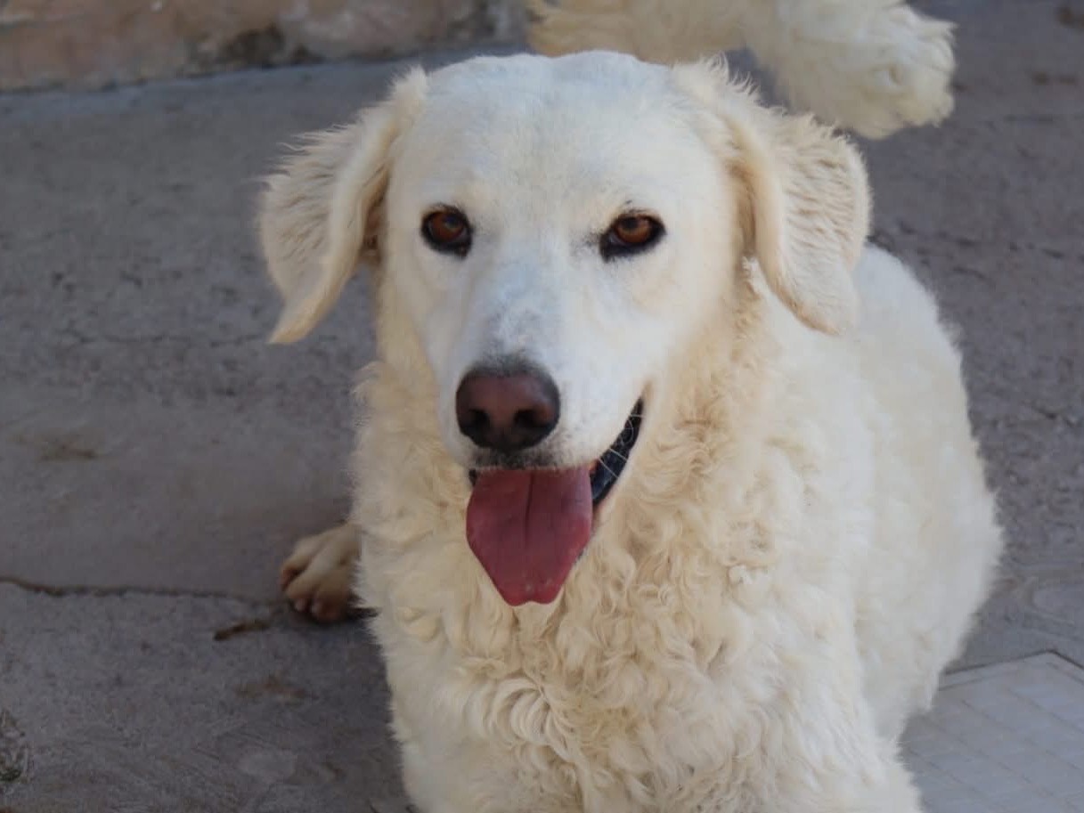 Adozione cane, femmina, Razza sconosciuta Razza sconosciuta, 3 anni e 10 mesi, taglia media, Sud