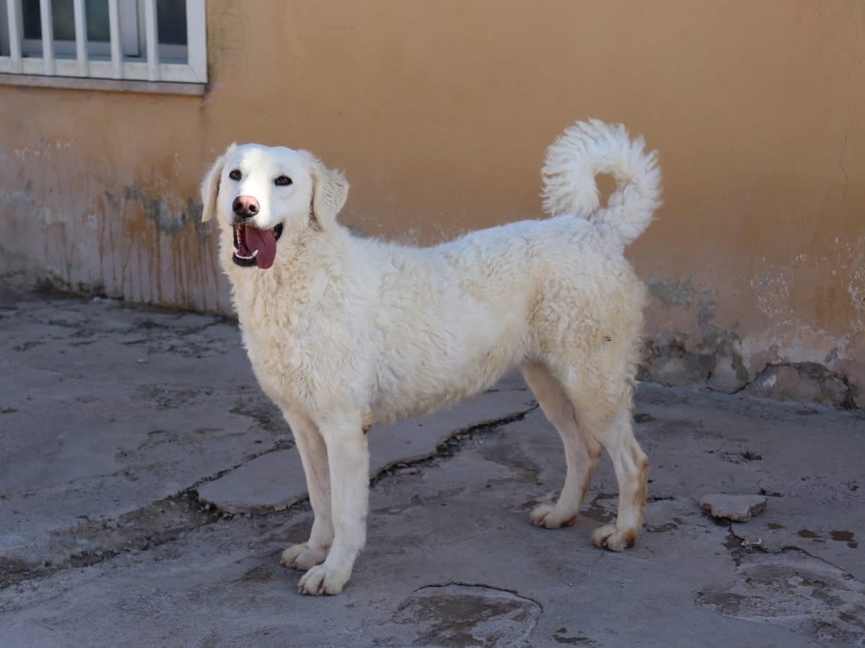 Adotta un cane, taglia media, femmina, Sud