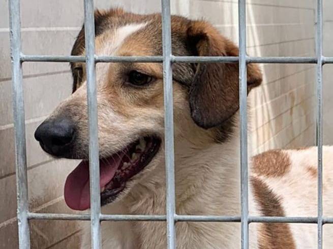 Adozione cane, maschio, Razza sconosciuta Razza sconosciuta, 4 anni e 4 mesi, taglia media, Bologna