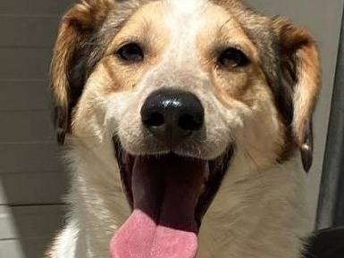 Adotta un cane, maschio, 4 anni e 4 mesi, Bologna