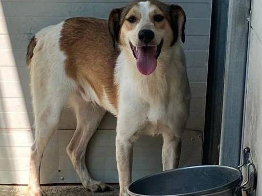 Adotta un cane, taglia media, maschio, Bologna
