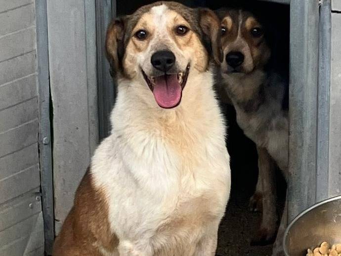 Vuoi adottare un cane a Bologna?