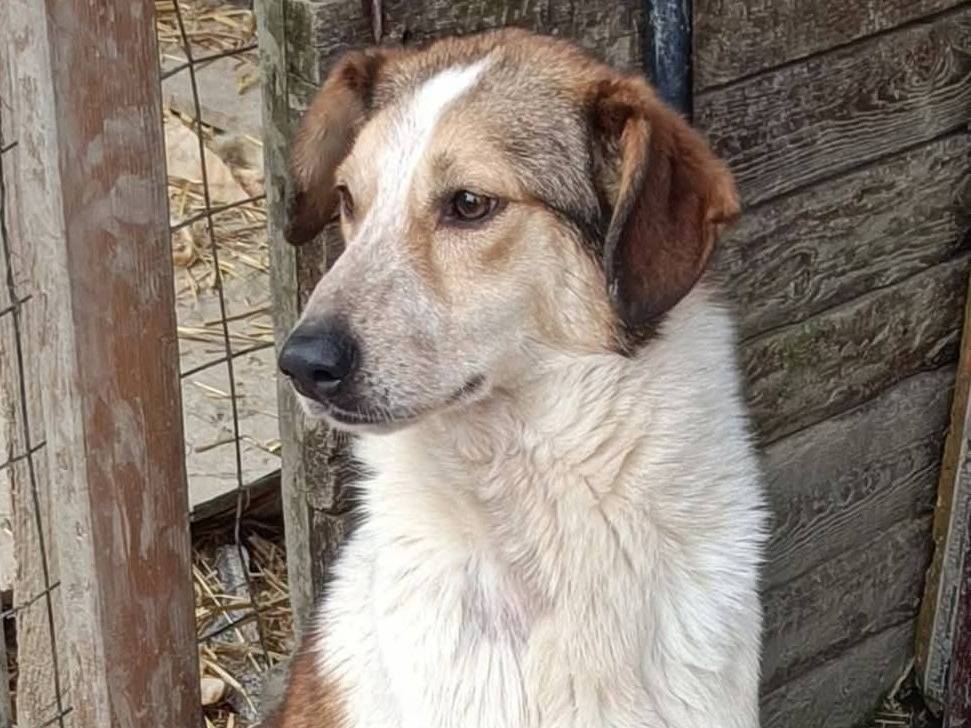 Adotta il cane COOKIE a Bologna