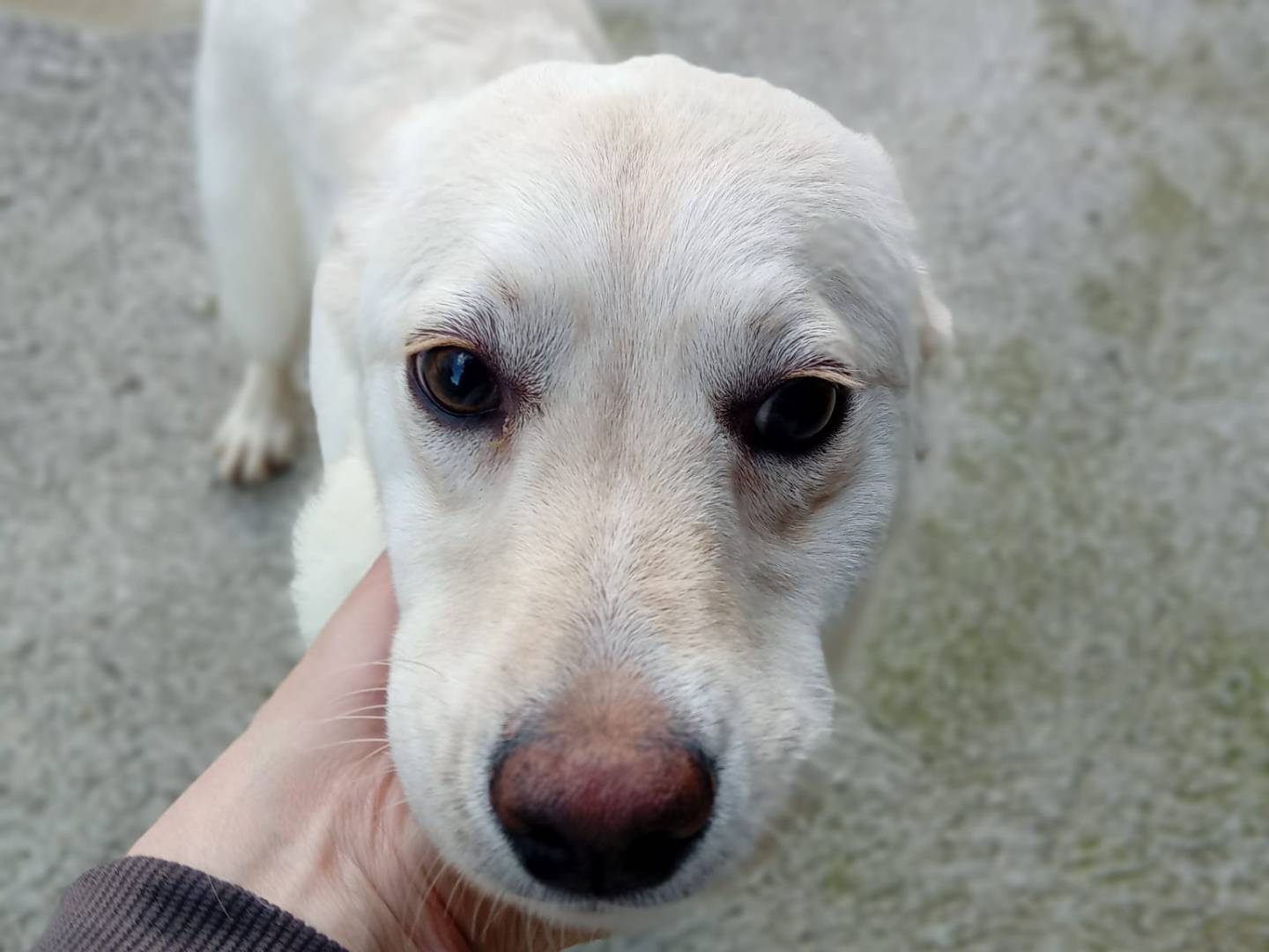 Adozione cane, femmina, Labrador Retriever Razza sconosciuta, 5 mesi, taglia media, Frosinone
