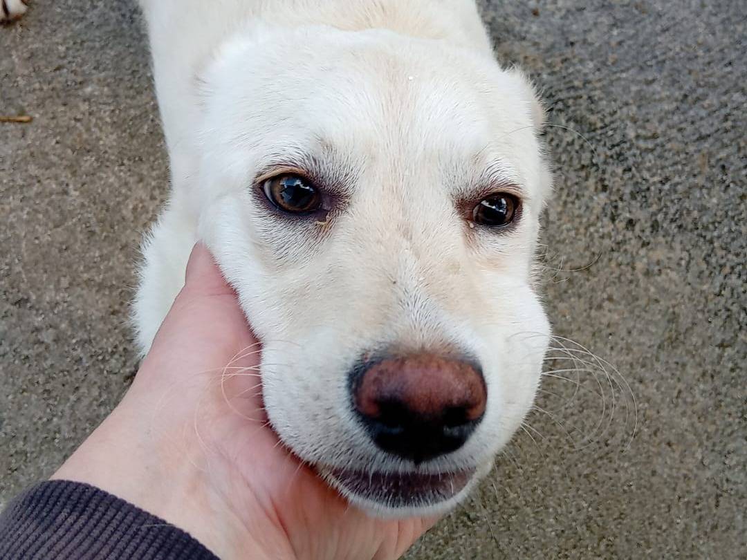 Adotta un cane, femmina, 5 mesi, Frosinone