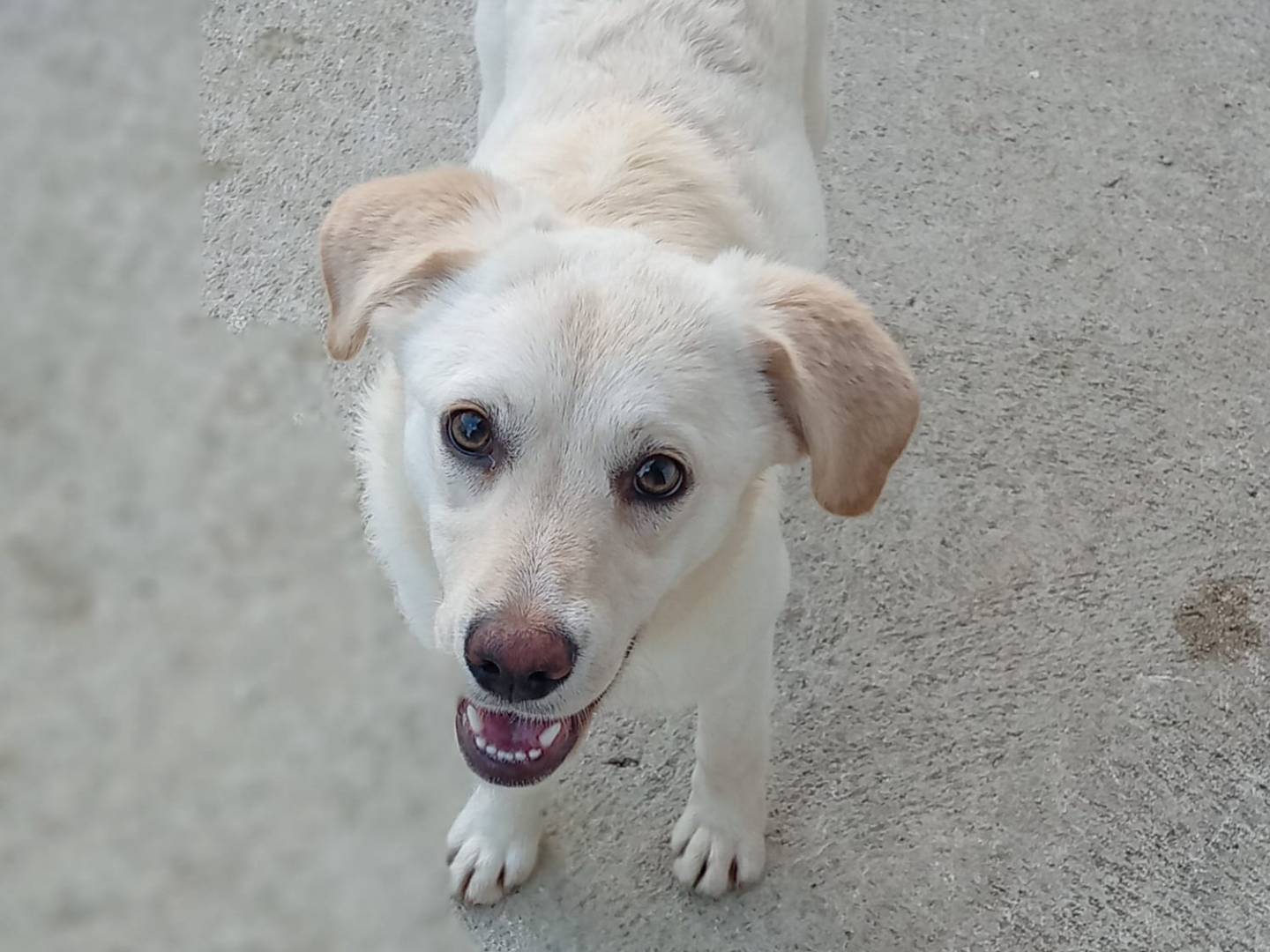 Adotta un cane, taglia media, femmina, Frosinone