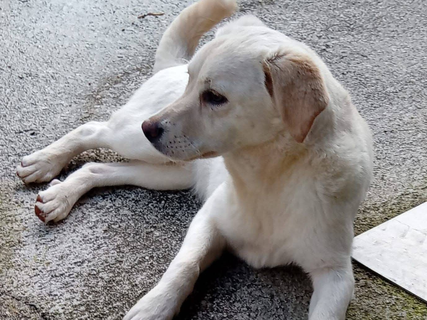 Vuoi adottare un cane a Frosinone?