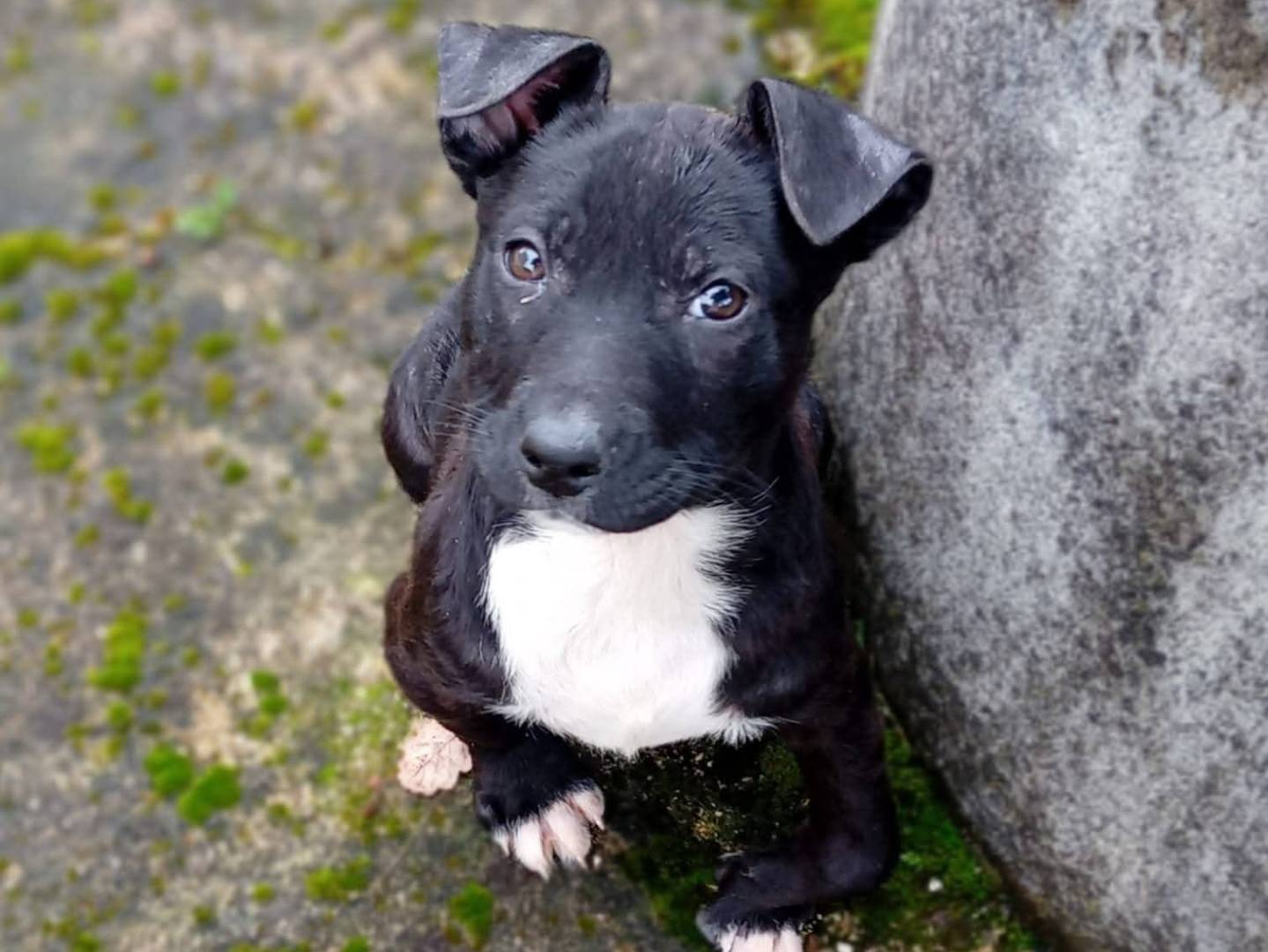 Adozione cane, femmina, Razza sconosciuta Razza sconosciuta, 2 mesi, taglia media, Frosinone