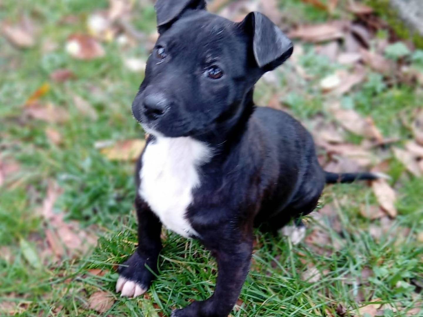 Adotta un cane, femmina, 2 mesi, Frosinone