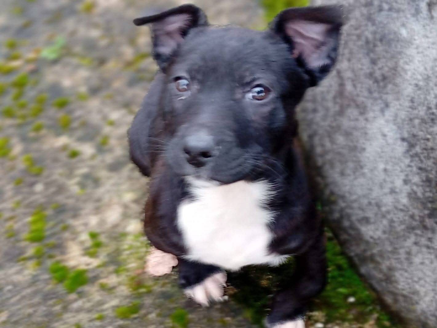 Adotta un cane, taglia media, femmina, Frosinone