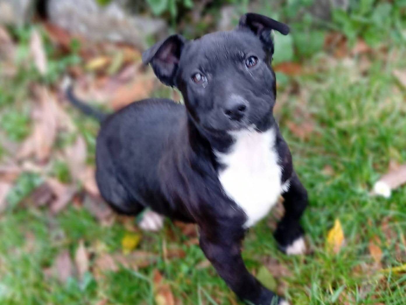 Vuoi adottare un cane a Frosinone?