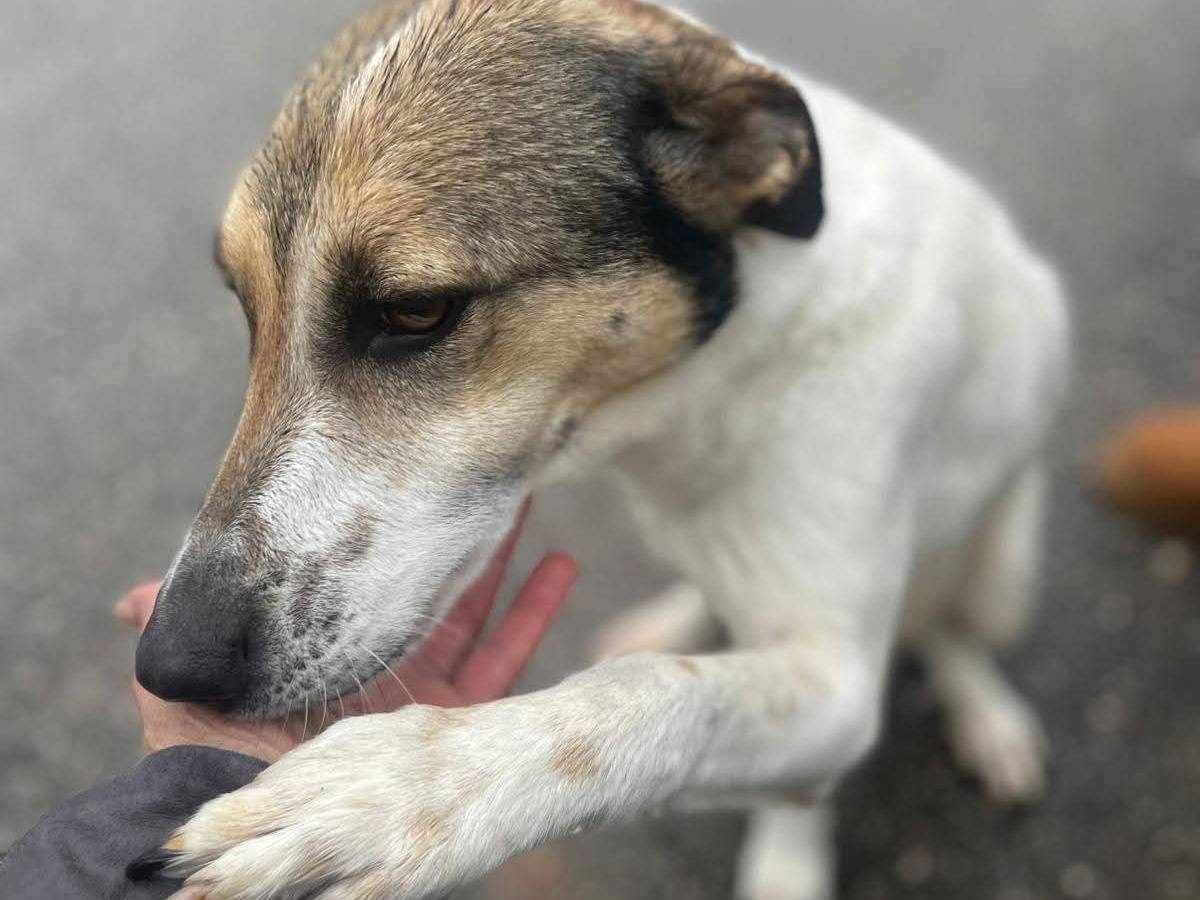 Adotta un cane, femmina, 1 anno e 1 mese, Frosinone