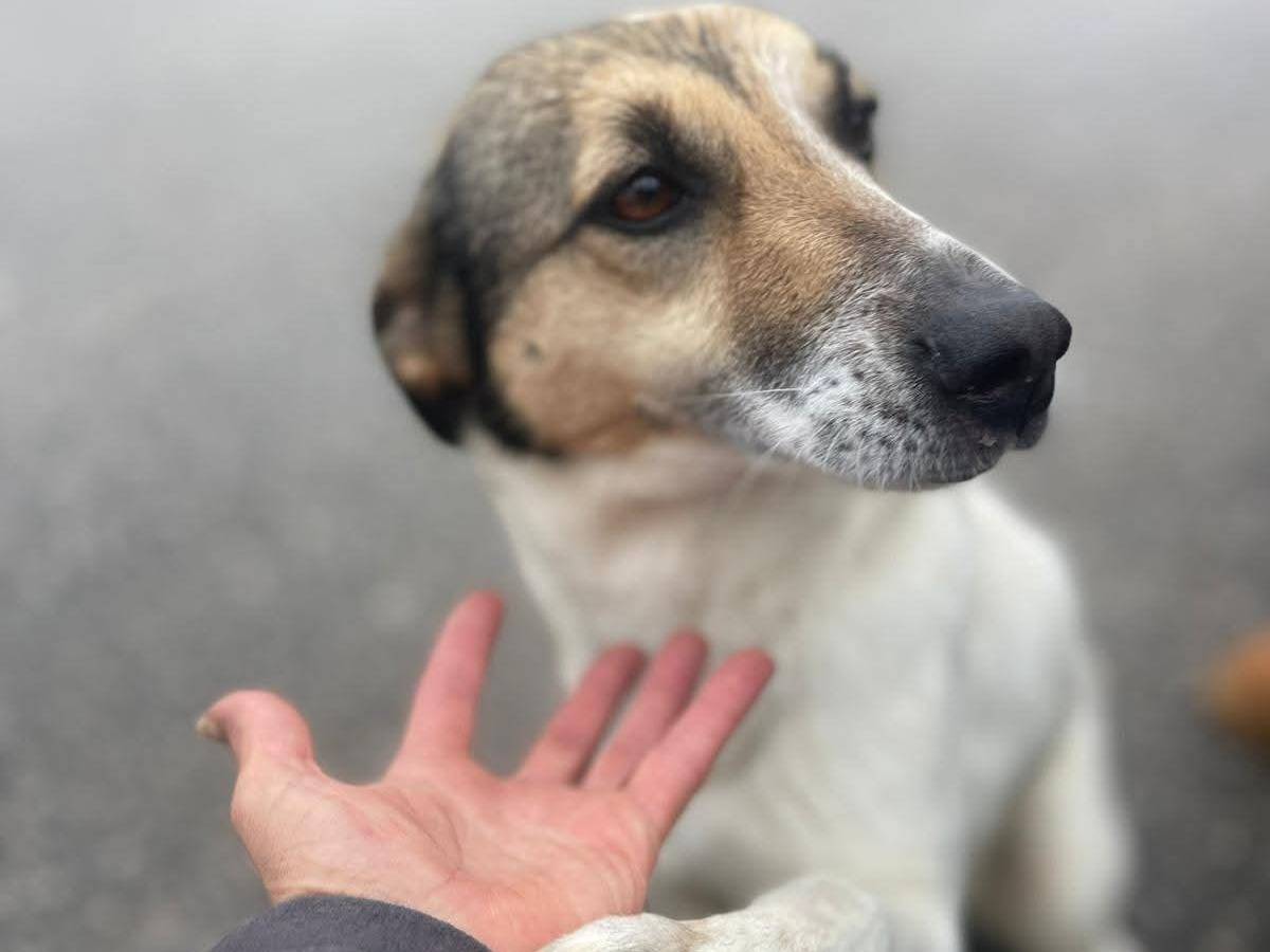 Adotta un cane, taglia media contenuta, femmina, Frosinone