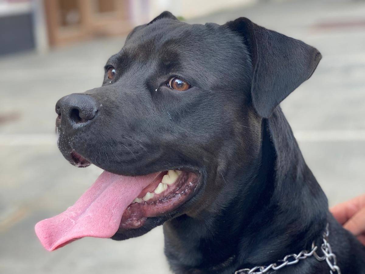 Adozione cane, maschio, Corso Labrador Retriever, 3 anni e 7 mesi, taglia grande, Pavia