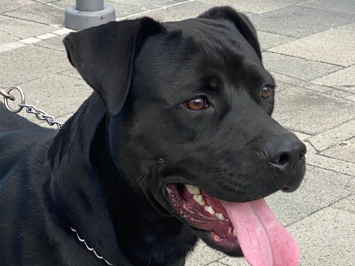 Adotta il cane Blue a Pavia