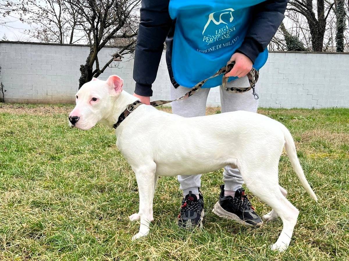 Adotta un cane, taglia media, maschio, Milano