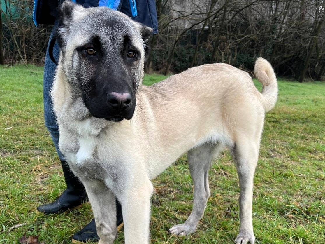 Vuoi adottare un cane a Milano?