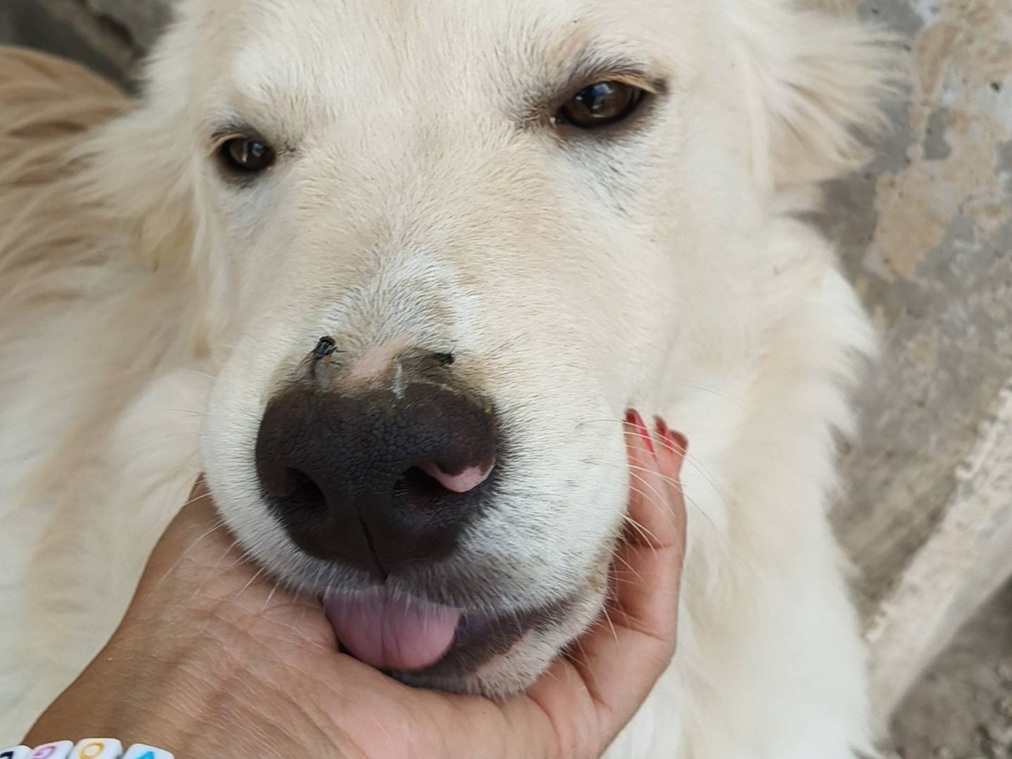 Adotta un cane, maschio, 11 mesi, Bari