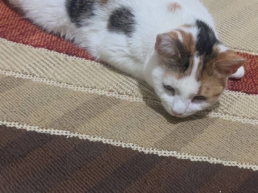 Vuoi adottare un gatto a Bari?