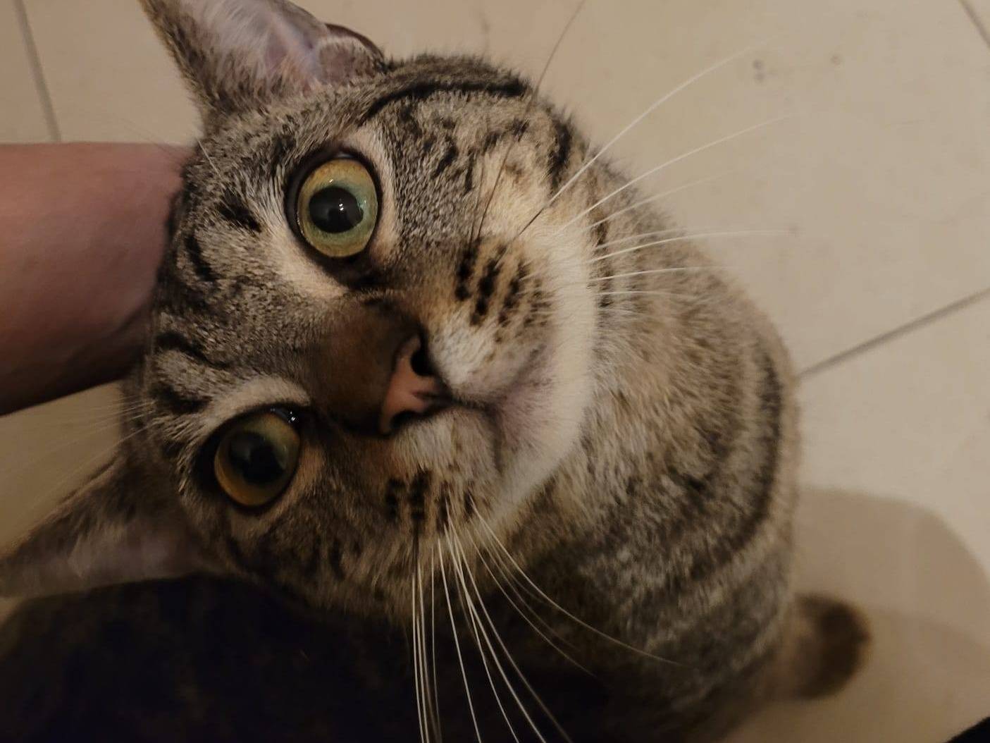 Adozione gatto, maschio, Razza sconosciuta Razza sconosciuta, 10 mesi, taglia non valida, Bari