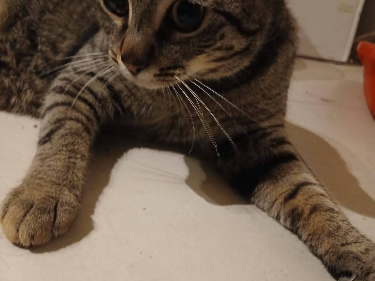 Adotta un gatto, maschio, 10 mesi, Bari