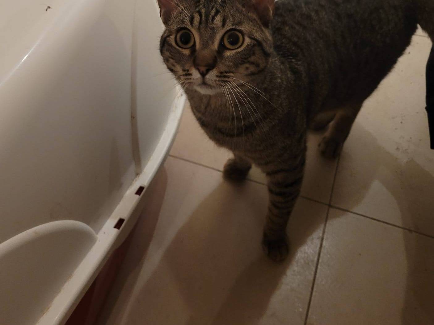 Adotta un gatto, taglia non valida, maschio, Bari