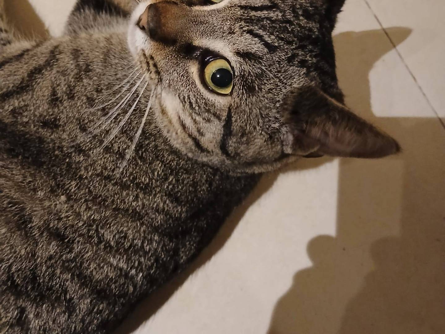 Vuoi adottare un gatto a Bari?