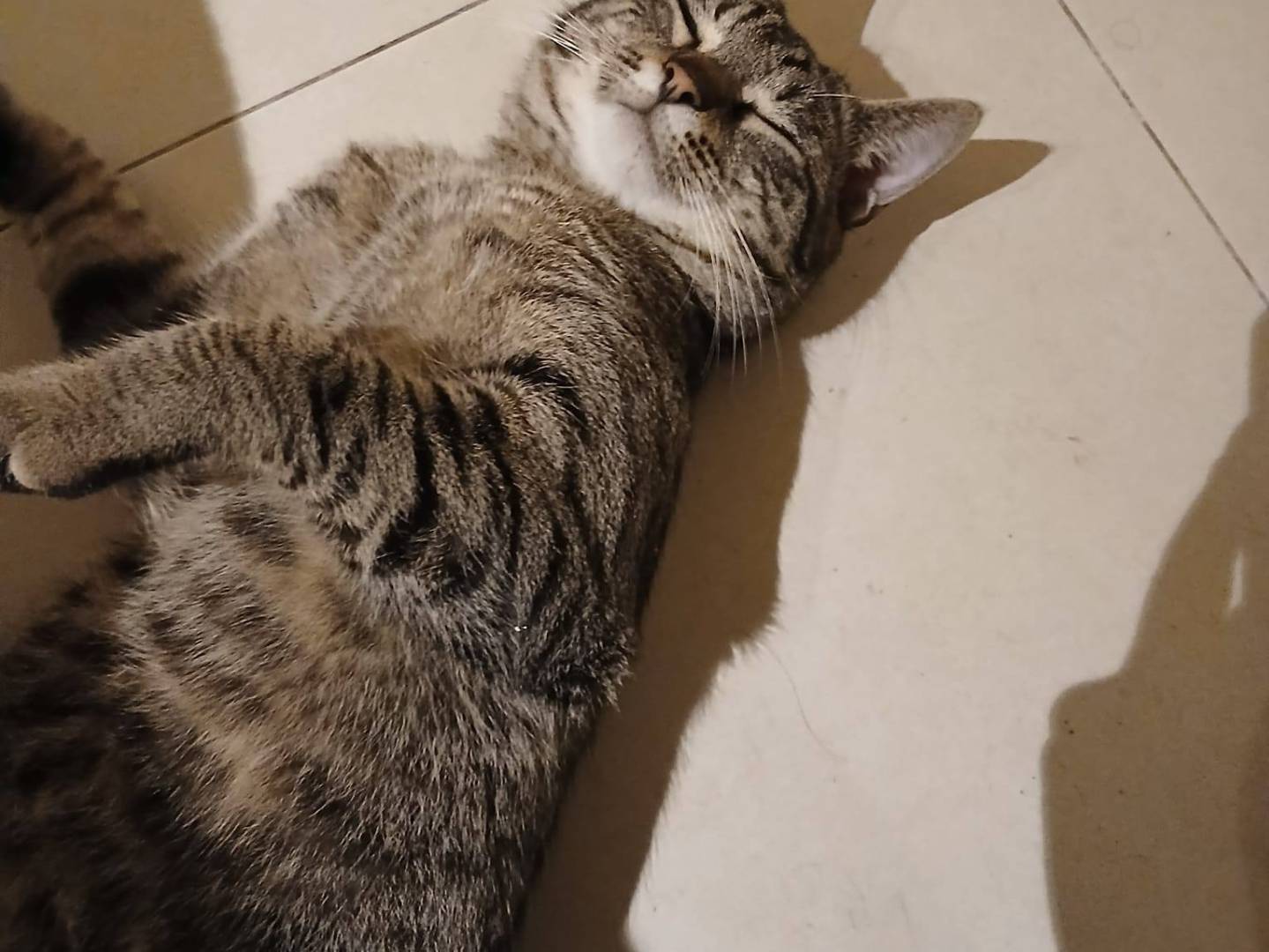 Adotta il gatto Saisey a Bari