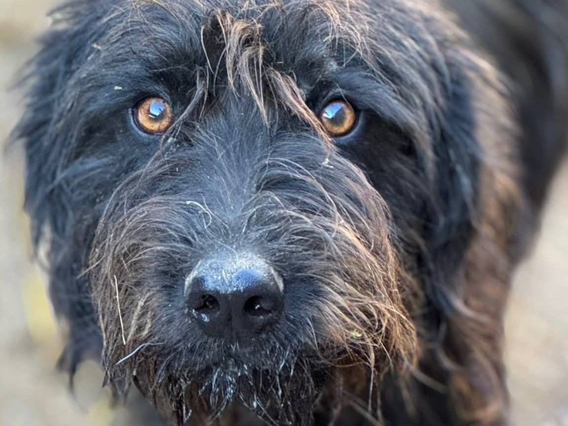 Adozione cane, maschio, Razza sconosciuta Razza sconosciuta, 2 anni e 1 mese, taglia media, Firenze