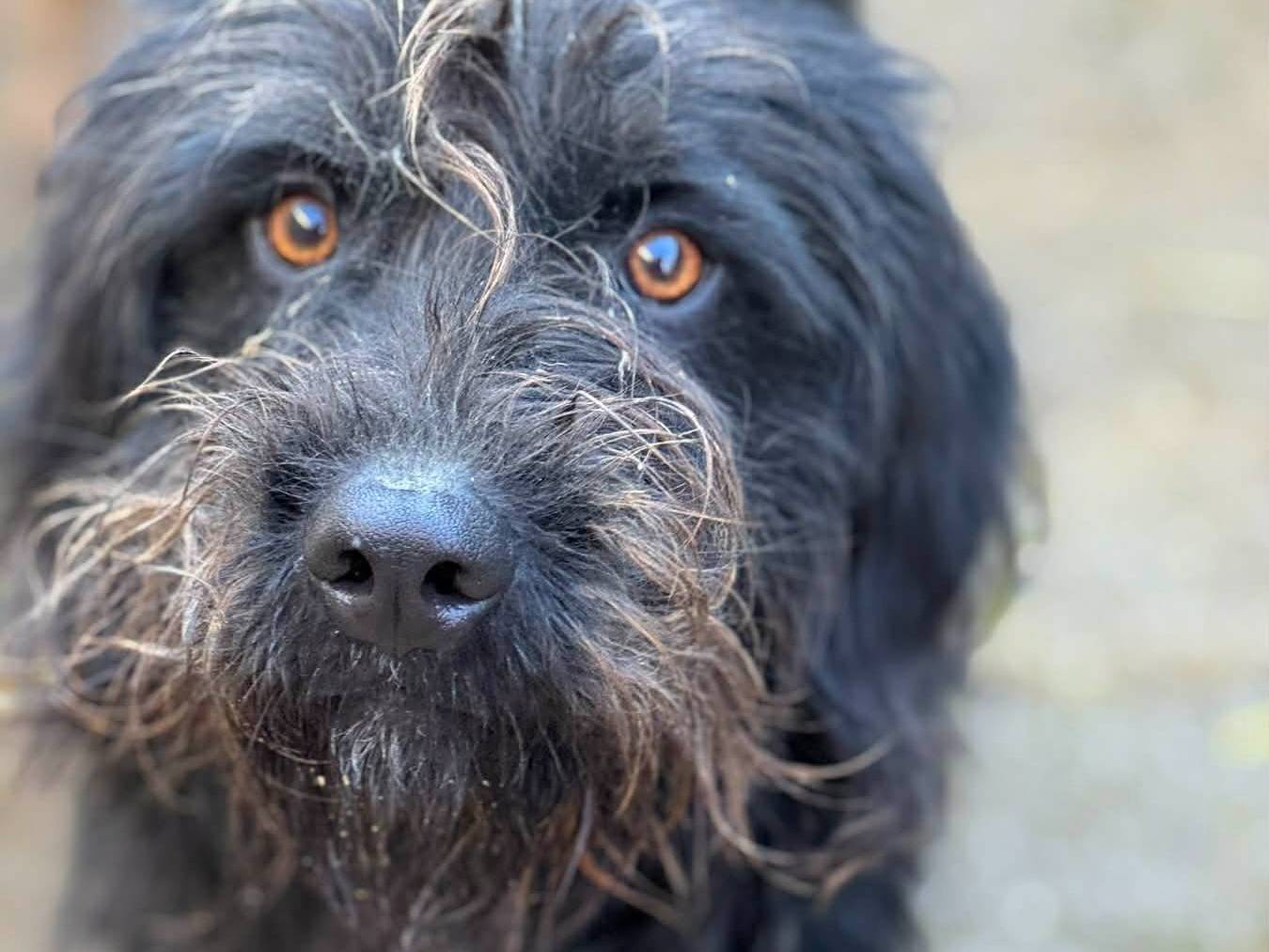 Adotta un cane, maschio, 2 anni e 1 mese, Firenze