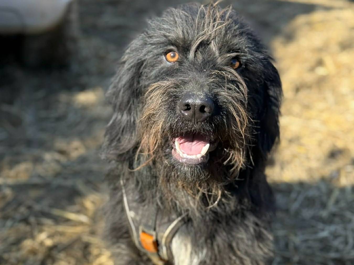 Adotta un cane, taglia media, maschio, Firenze